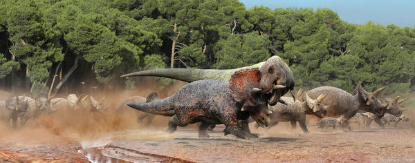 T-Rex en chasse