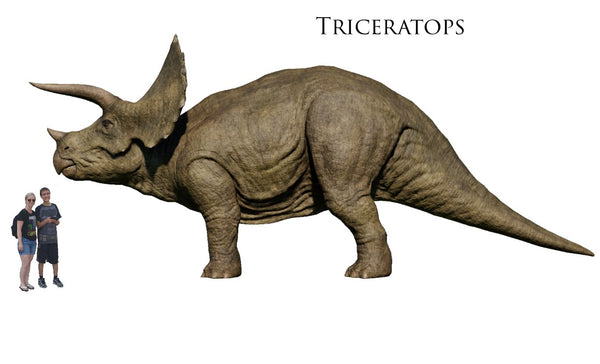 Description du tricératops