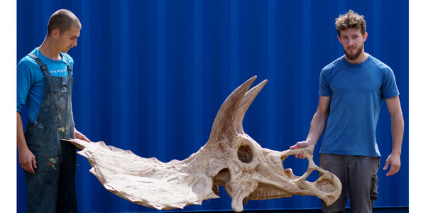 L'énorme tête du tricératops 