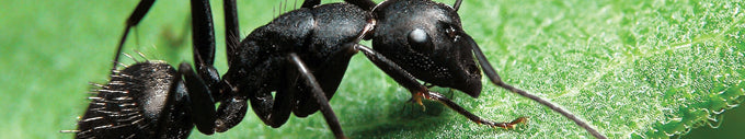 Insect Shield bug repellent clothing deters ants.