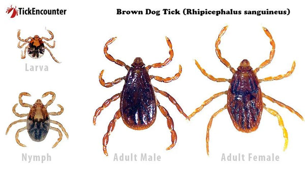 Brown Dog Ticks in Colorado