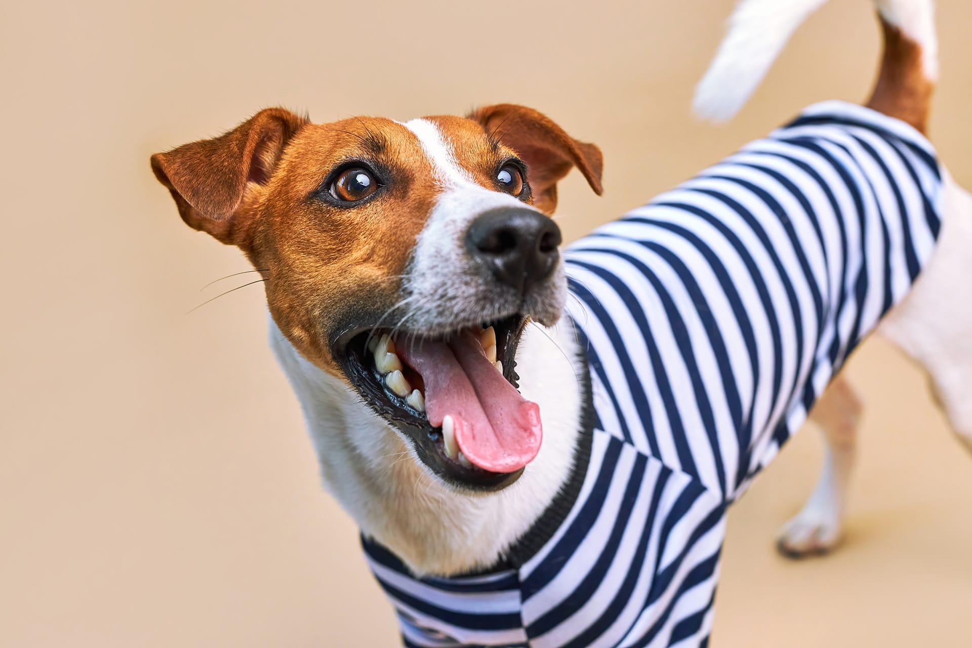 Dog Wearing a Shirt