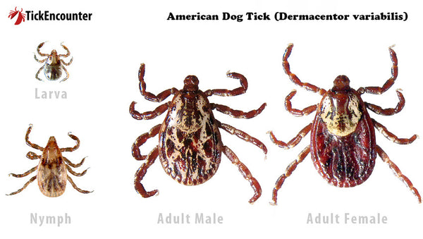 The American Dog Tick in Colorado