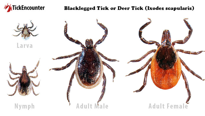 Blacklegged Deer Tick