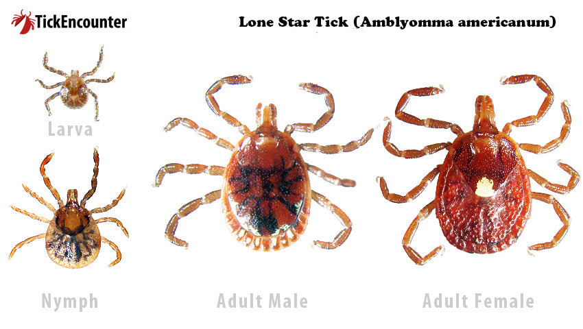 Lone Star Tick