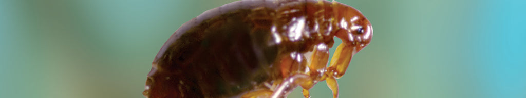 Insect Shield hjälper till att skydda mot sjukdomar som sprids av loppor