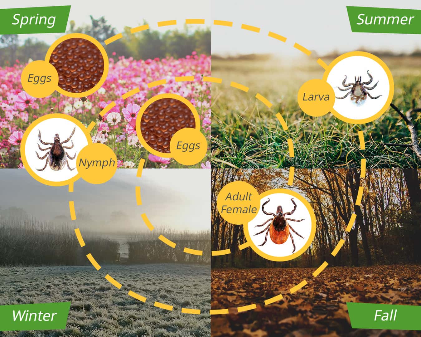 Lifecycle of a Tick