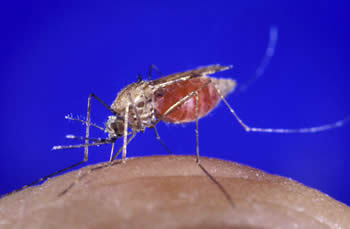 Anopheles gambiae mosquito species