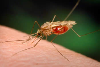 Anopheles funestus mosquito species