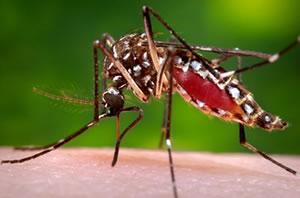 Aedes aegypti mosquito, which transmits dengue fever