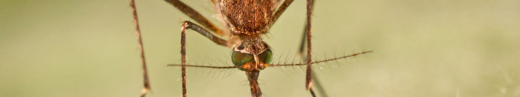 Mosquito photo - Mosquitoes can carry dangerous diseases.