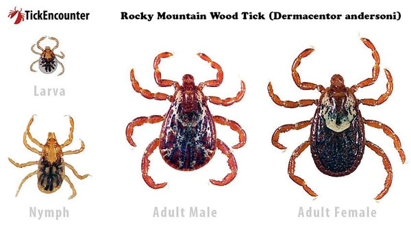 The Rocky Mountain Wood Tick in Colorado