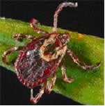 Dermacentor variabilis tick species
