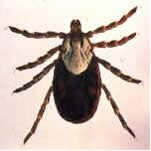 Dermacentor andersoni, rocky mountain wood tick