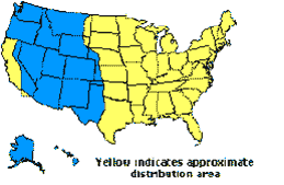 United States Distribution of Dermacentor variabilis, or dog tick