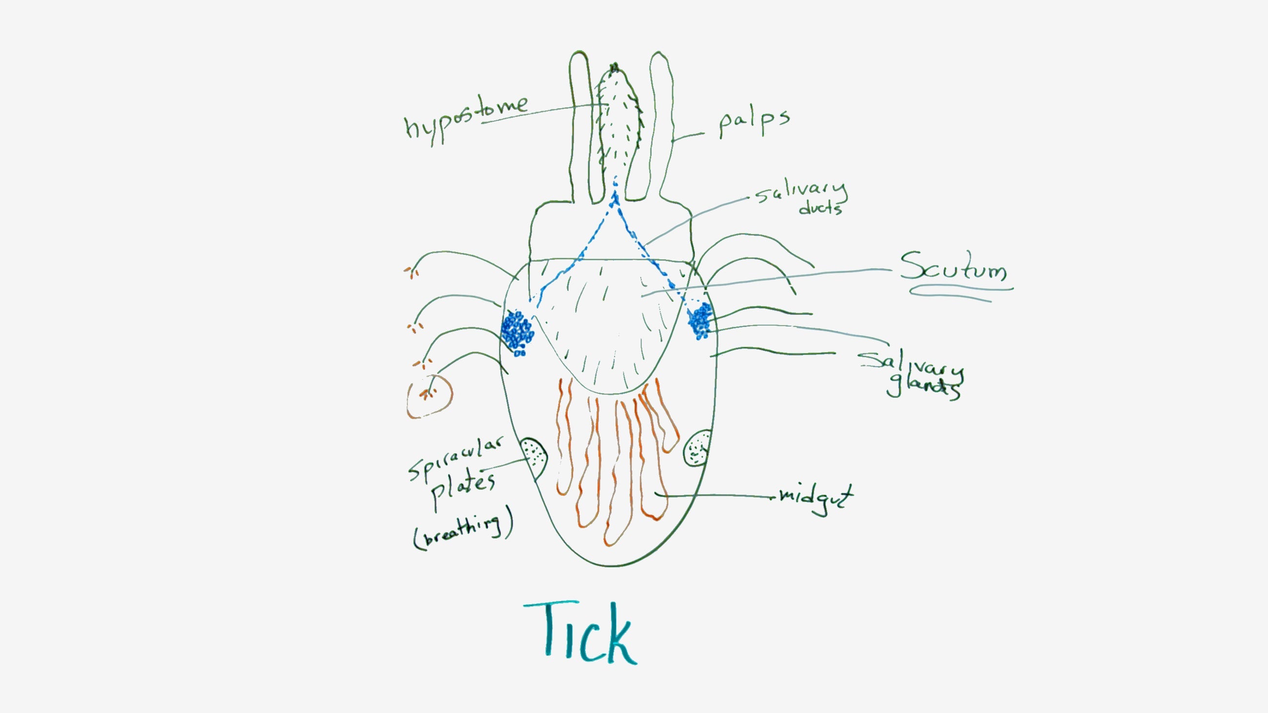 Tick Diagram drawn by Dr. Thomas Mather from TickEncounter
