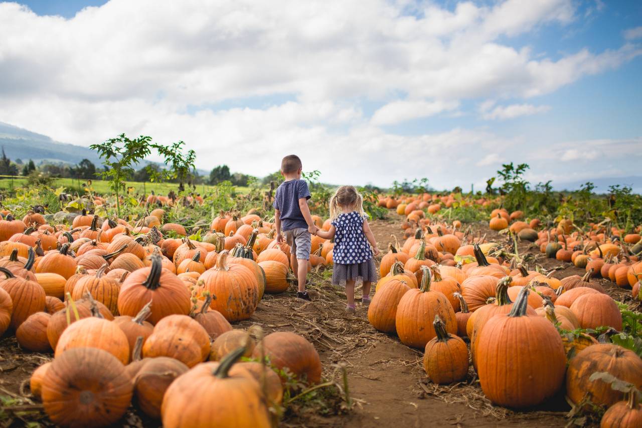 Pumpkin patches are an annual fall favorite that's not just for kids!