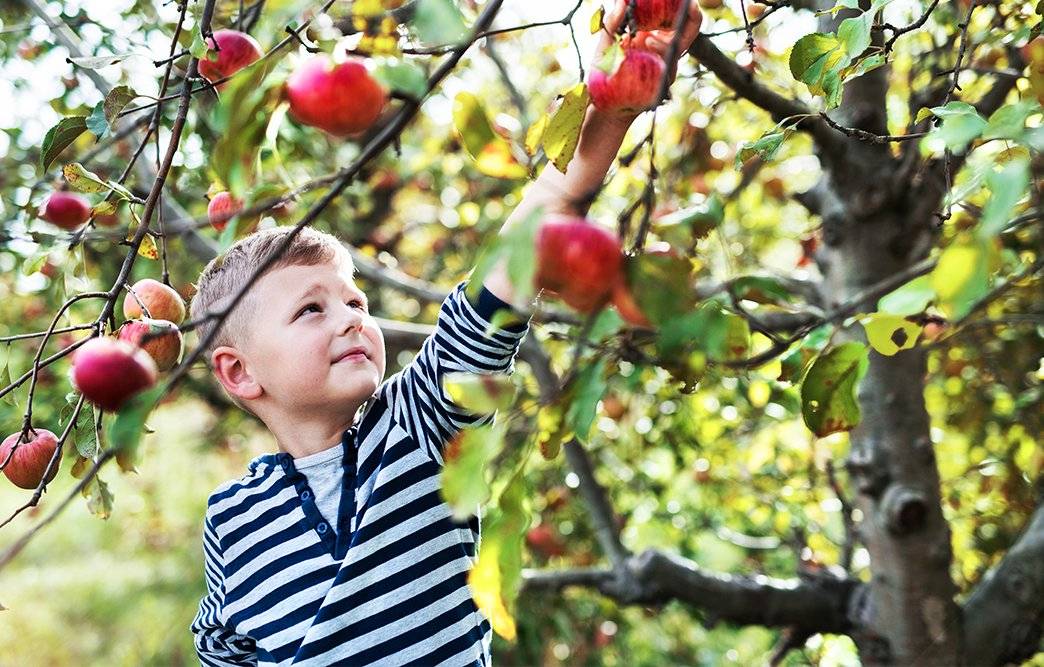 Who doesn't love picking apples right from the tree?