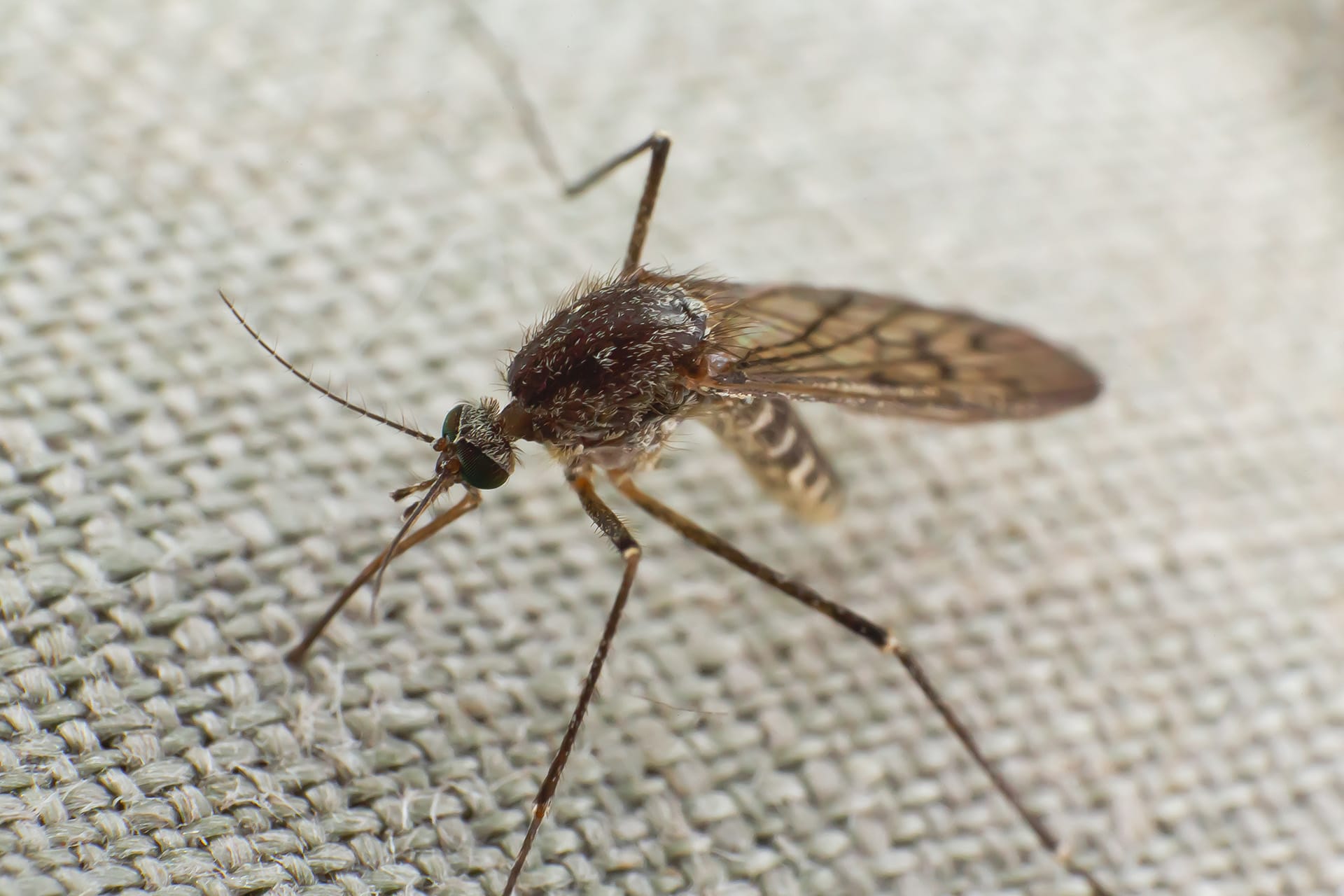 Mosquito Trying to Bite Through a Cloth