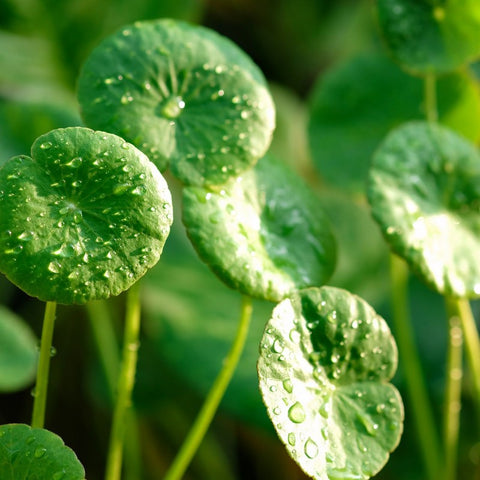 Centella Asiatica din Madagascar