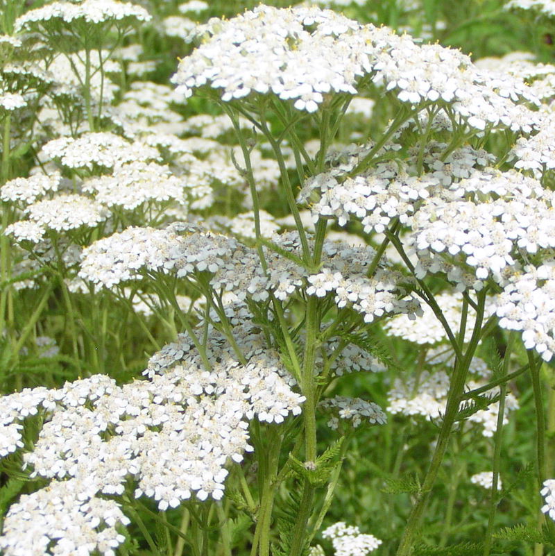 Achillea_1200x.jpg?v=1576771487