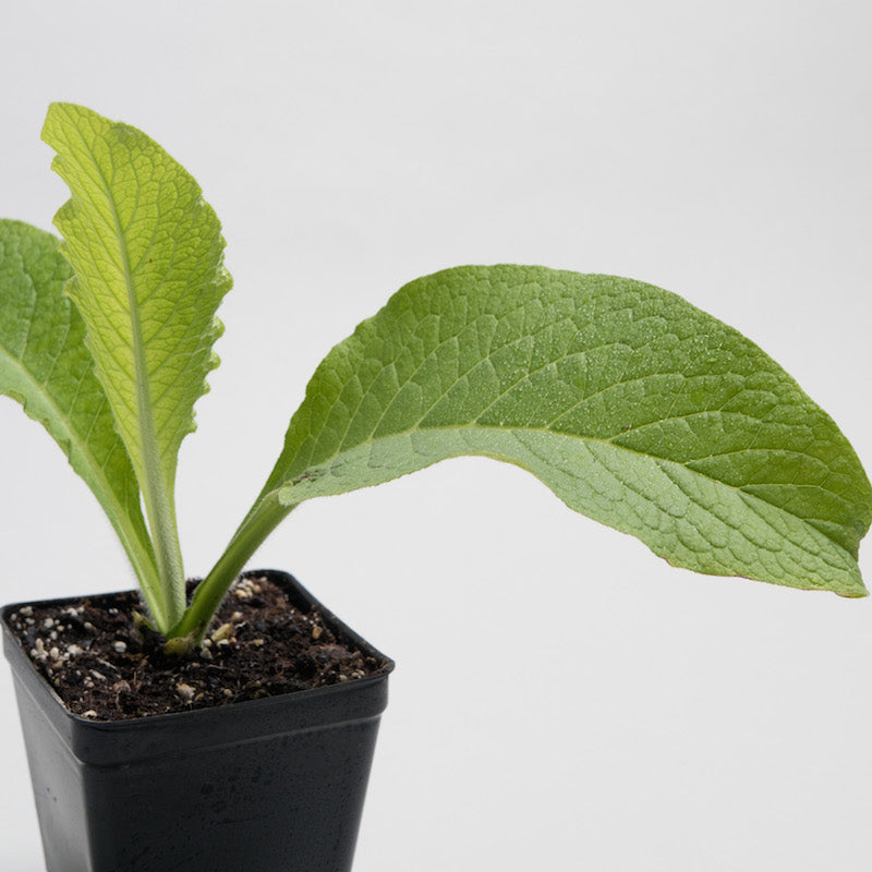 comfrey medicinal uses