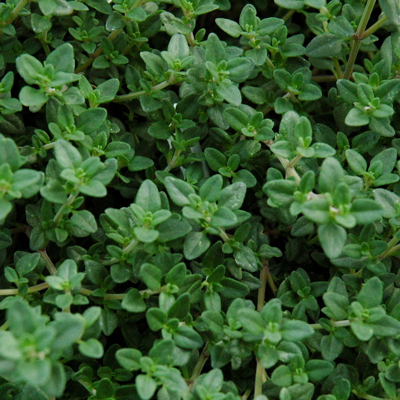 english thyme herb