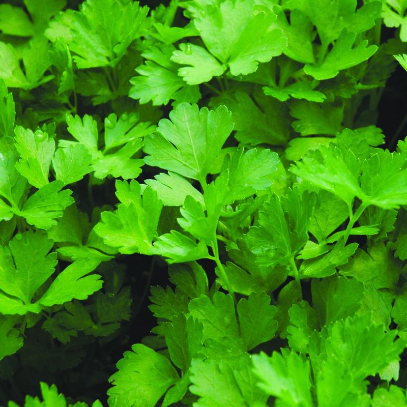 Italian Parsley Herb Plants For Sale | Petroselinum Crispum Neapolitanum |  Italian Parsley | The Growers Exchange