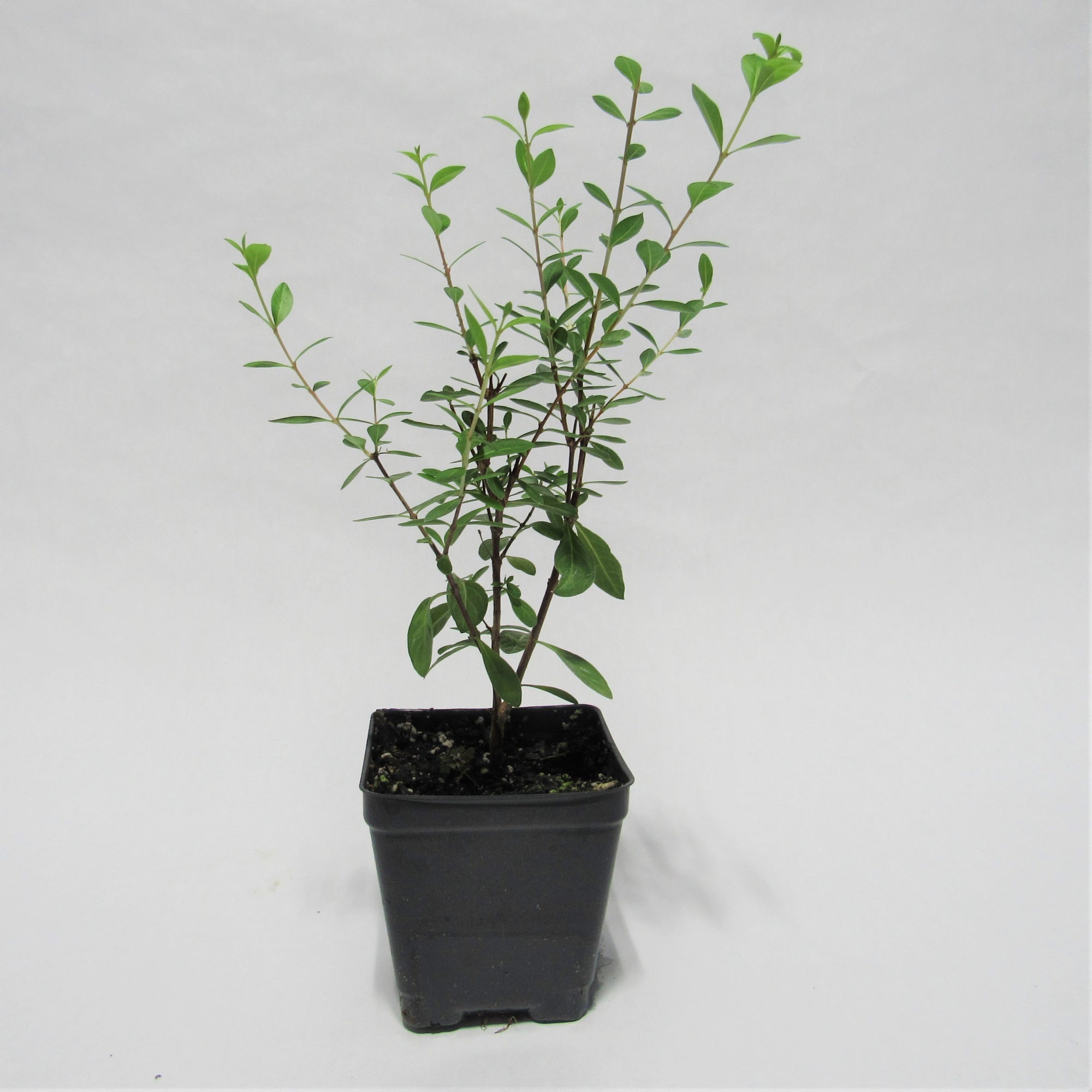 rivaal duisternis rand Henna Plants For Sale | The Grower's Exchange