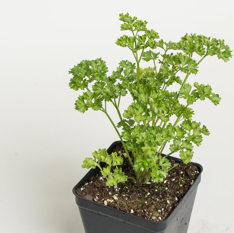 Curly Parsley Plants For Sale Petroselinum Crispum The Growers Exchange