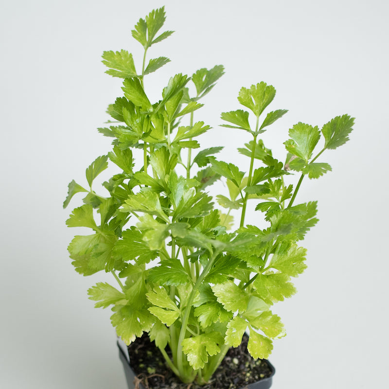 Italian Parsley Herb Plants For Sale Petroselinum Crispum Neapolitanum Italian Parsley The Growers Exchange