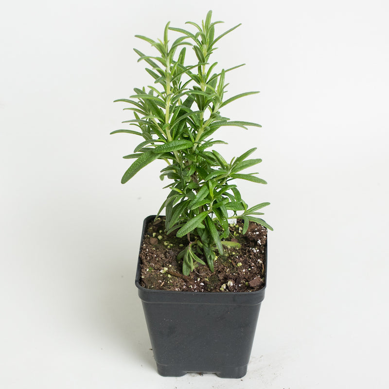Arp Rosemary - Buchanan's Native Plants