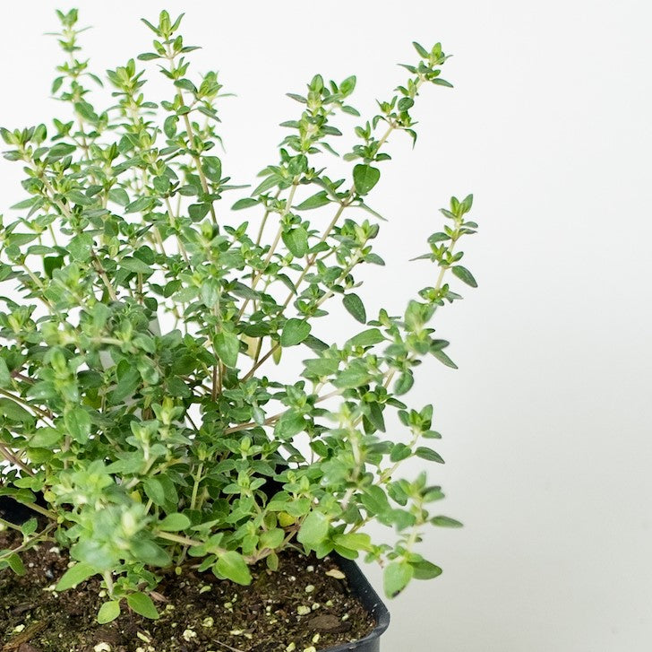 Lemon Verbena | Two Live Herb Plants | Non GMO, Bright, Lemony Herb, Great Grower