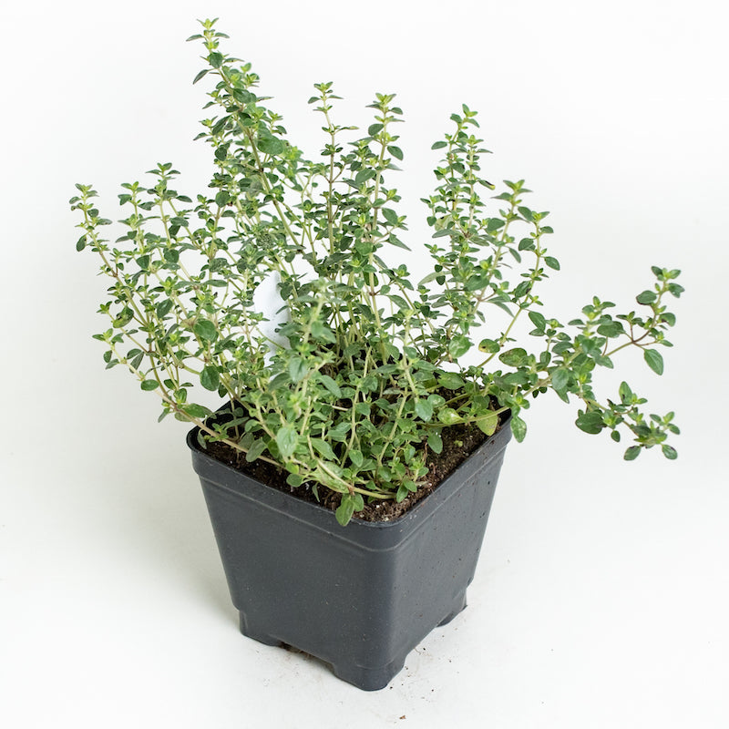 english thyme plant