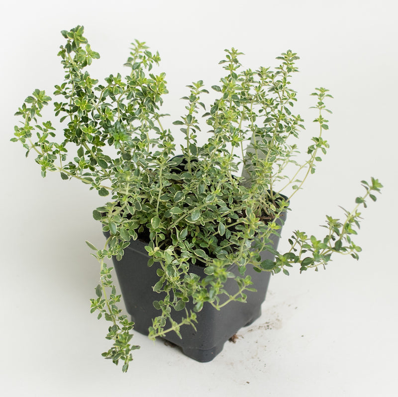 Silver Edge Thyme Plants For Sale