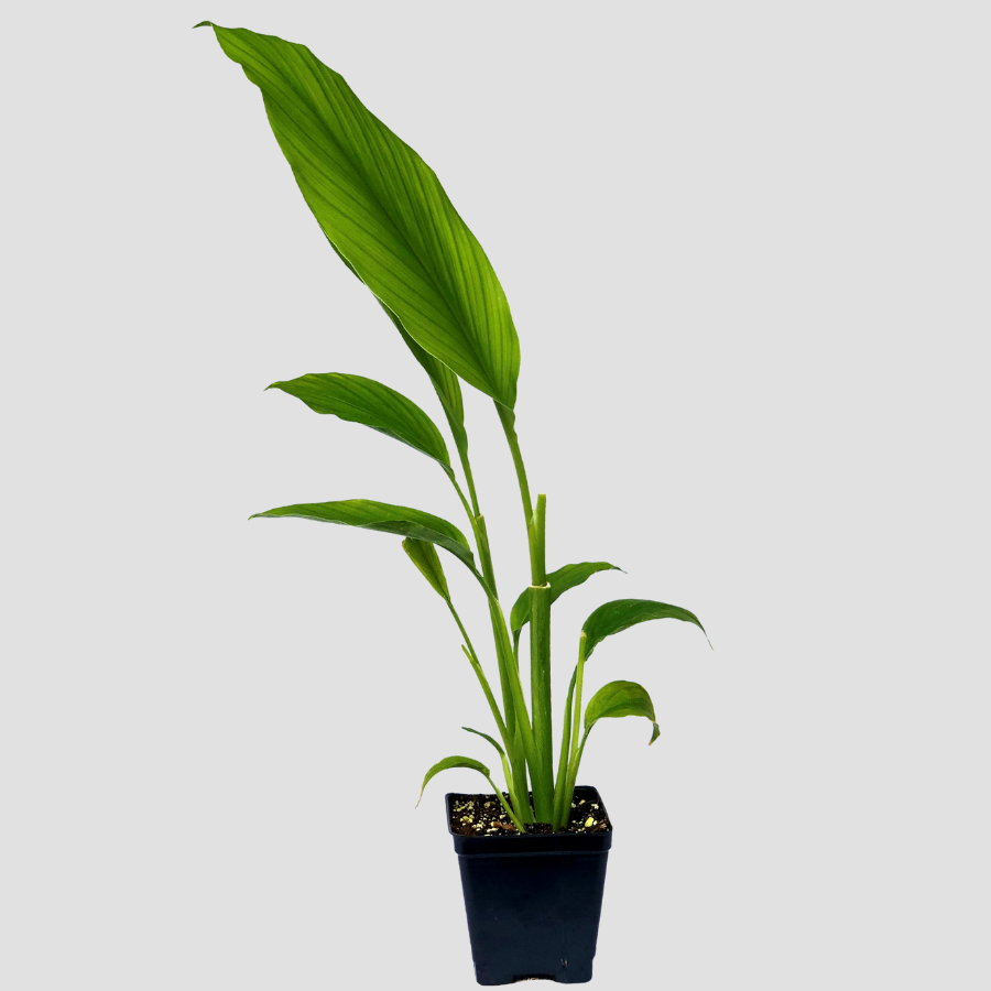 Klimatologische bergen Circulaire vonk Turmeric Plants For Sale | Curcuma longa | Growers Exchange