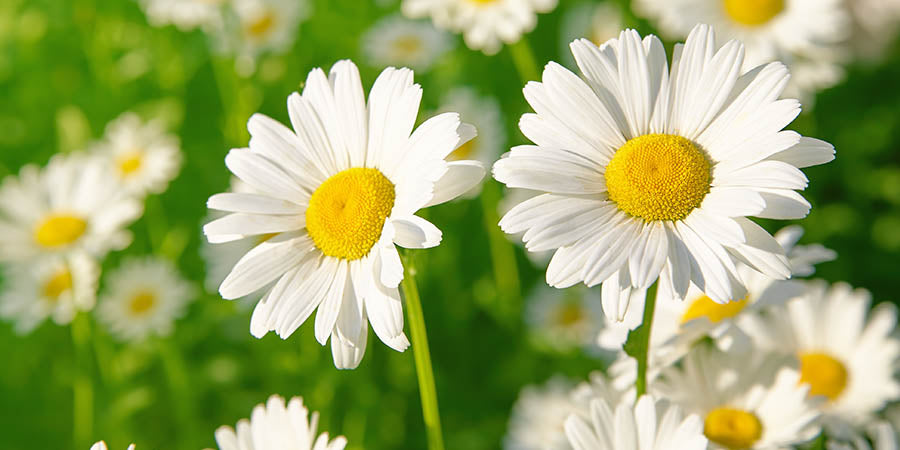 Chamomile