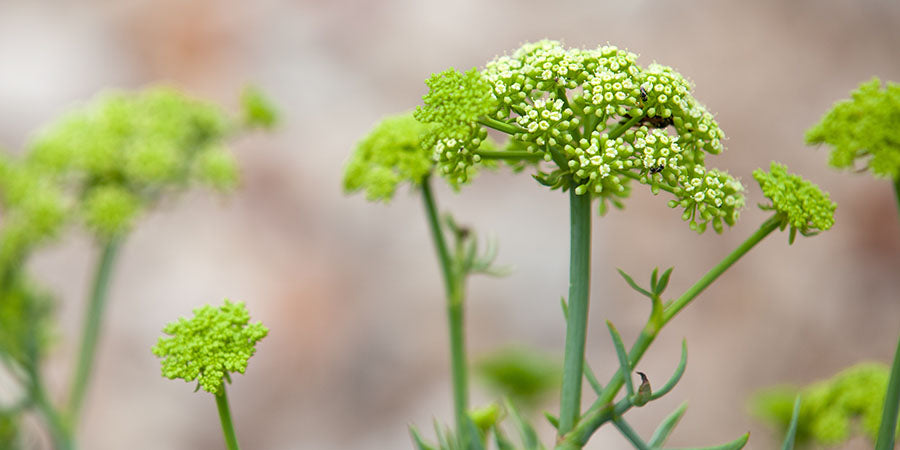 fennel