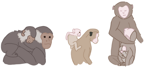 Monkey monkey MONKEY Wildlife Animated Bedtime Stories for Kids, Preschool, Kinder garden. Wildlife and Animal Kingdom.