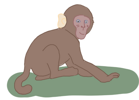 Monkey monkey MONKEY Wildlife Animated Bedtime Stories for Kids, Preschool, Kinder garden. Wildlife and Animal Kingdom.