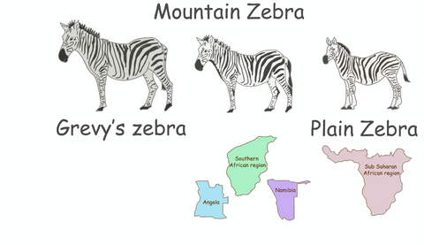 Zebra animated stories for kids bedtime stories