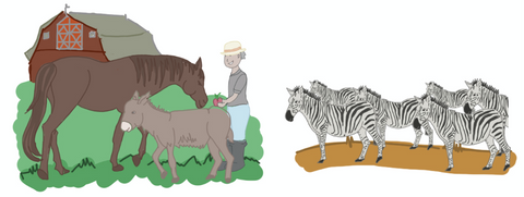 The zebra is closely related to horses and donkeys/ asses. 