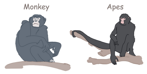 Monkey monkey MONKEY Wildlife Animated Bedtime Stories for Kids, Preschool, Kinder garden. Wildlife and Animal Kingdom.