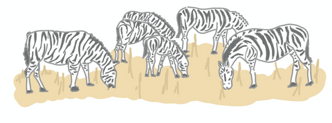 Zebras are social animals and do bond with other wild species when they are grazing called wildebeest and antelope. When these bonds are formed, they are called, ‘super herds’ and they can have as many as thousands of individual animals. But even within a super herd, the zebras stick to their own kind which is usually led by a dominant male zebra. 