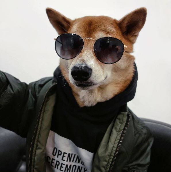 Menswear Dog The Dogs of Instagram That Have Won Us Over