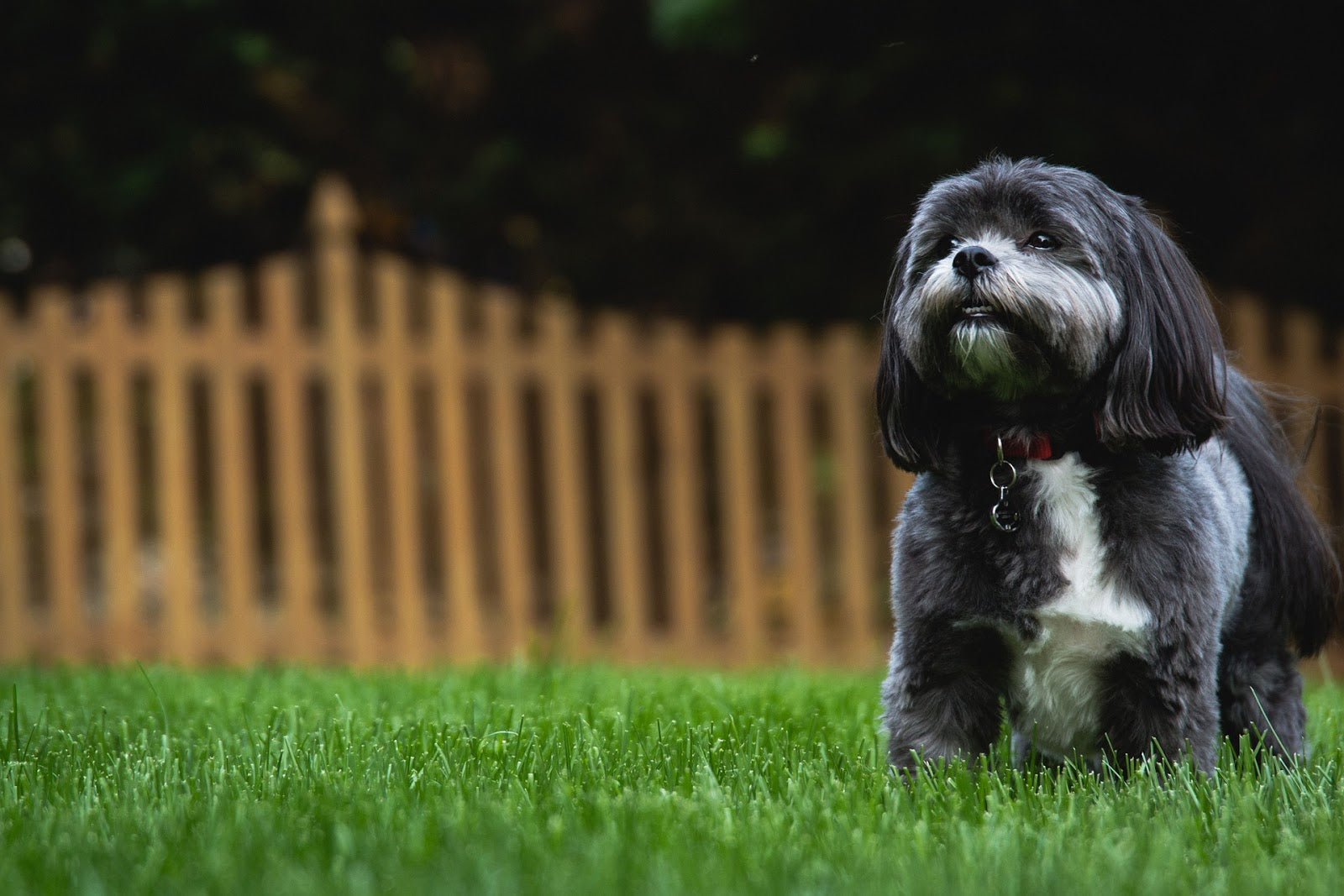 dog shih tzu