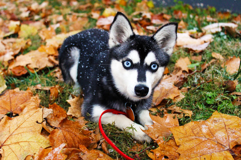 Alaskan Klee Kai - Price, Temperament, Life span