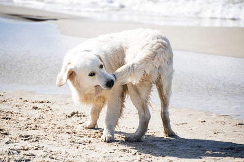 why do dogs eat weird things