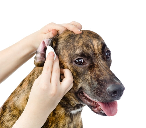 dog ear cleaning