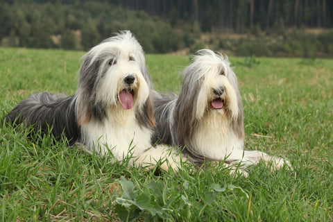 most exotic dog breeds